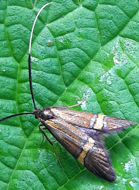 Nemophora degeerella - pompás tőrösmoly