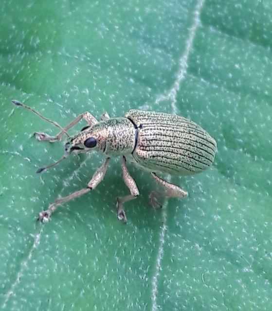 Polydrusus formosus - selymes lombormányos