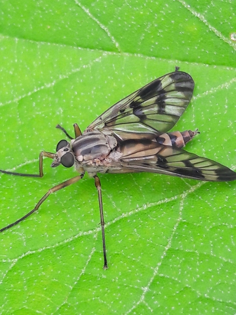 Rhagio scolopaceus - nagy kószalégy