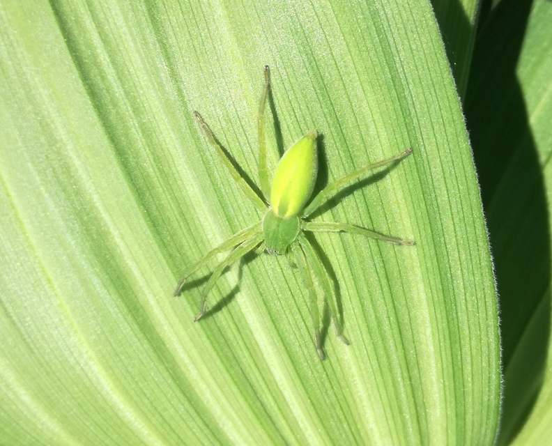 Micrommata virescens - hunyópók