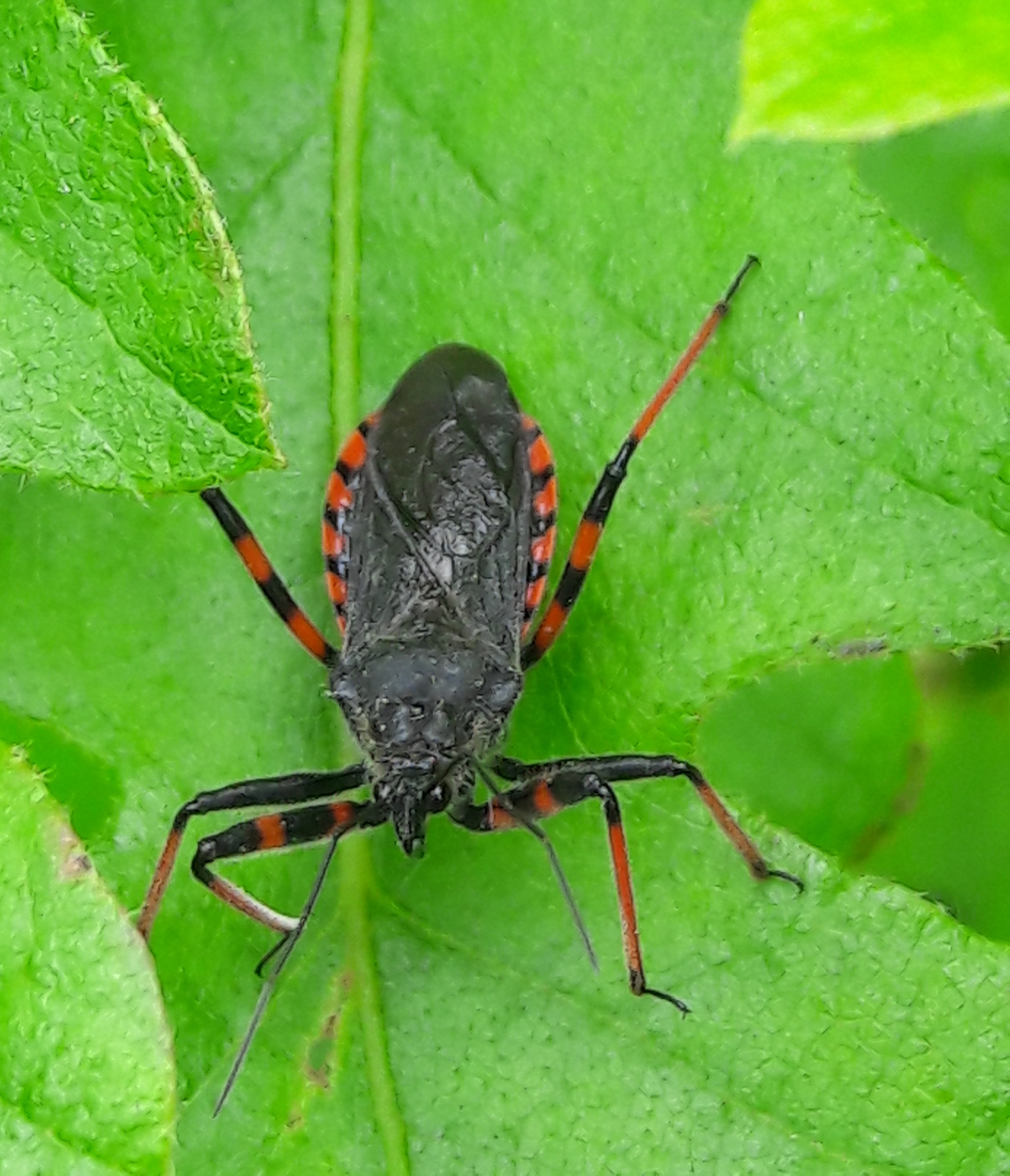Rhynocoris annulatus - gyűrűslábú gyilkospoloska