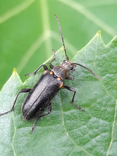 Cortodera humeralis - négyfoltos cserjecincér