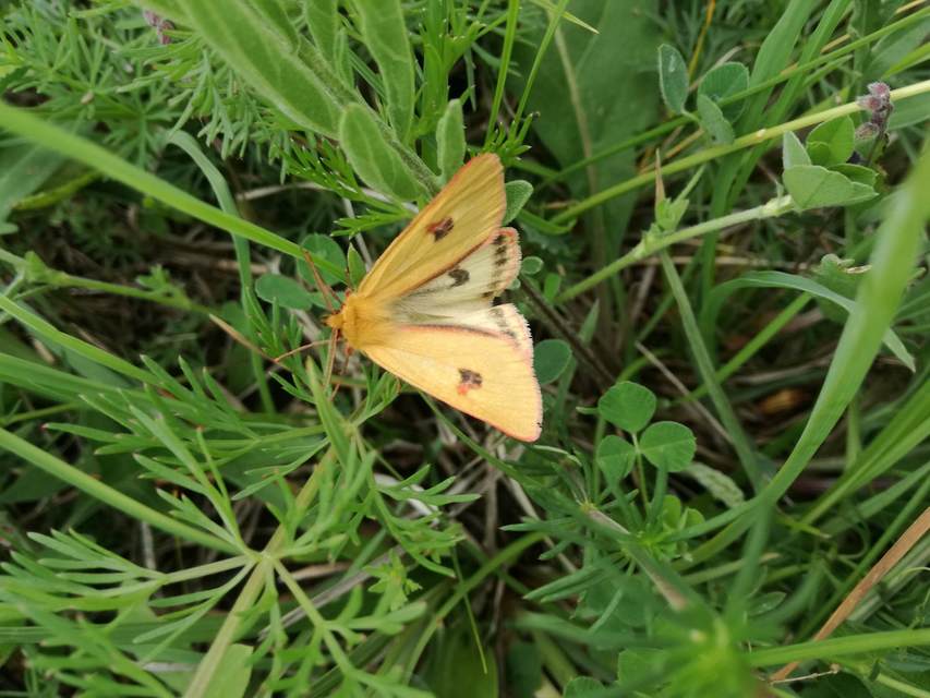 Diacrisia sannio - vörösszélű medvelepke