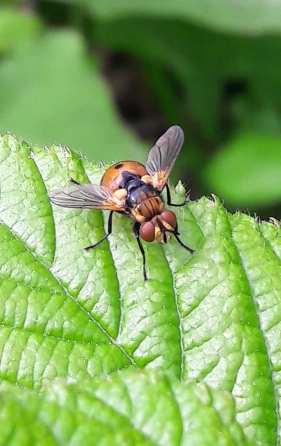 Gymnosoma