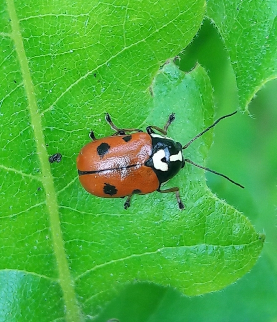 Cryptocephalus cordiger - szíves zömökbogár