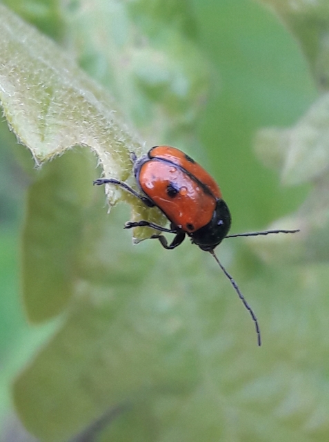 Cryptocephalus bipunctatus - kétpettyes zömökbogár