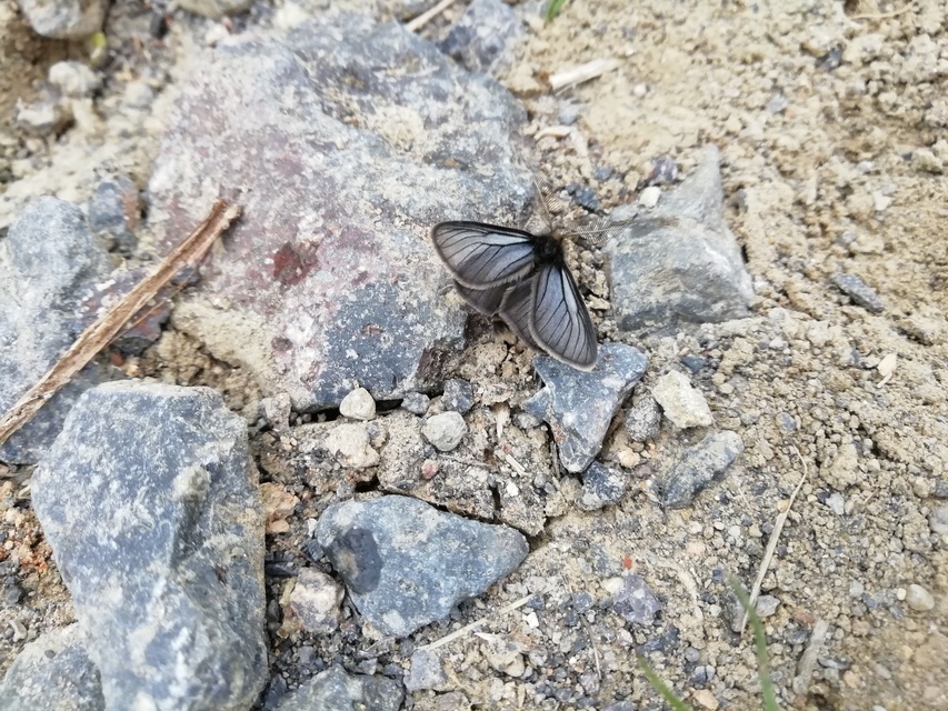 Pentophera morio - réti gyapjaslepke