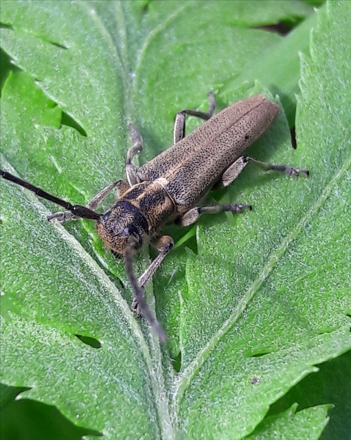 Phytoecia nigricornis - ürömcincér