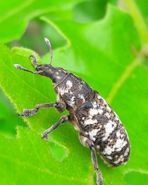 Cyphocleonus dealbatus - márványos barkó