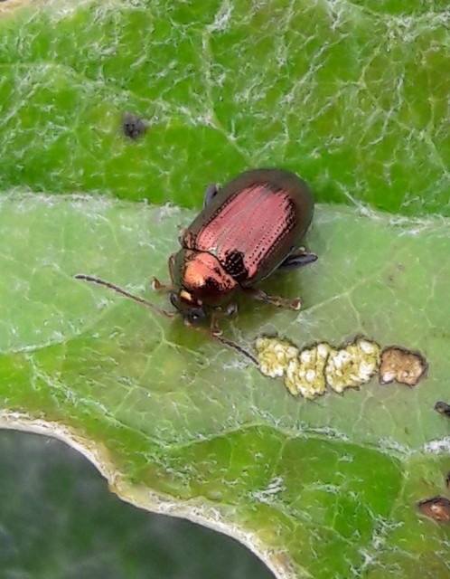 Crepidodera