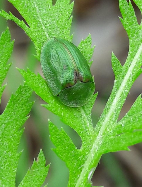 Cassida