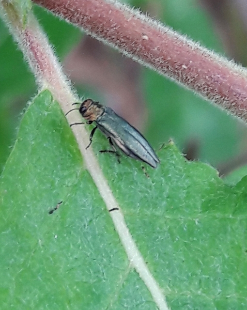 Agrilus viridis - változékony karcsúdíszbogár