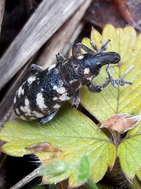 Cyphocleonus dealbatus - márványos barkó