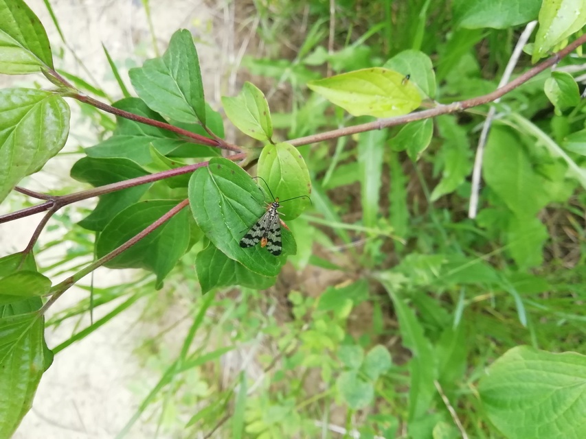 Panorpa vulgaris