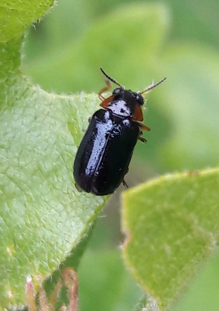 Smaragdina
