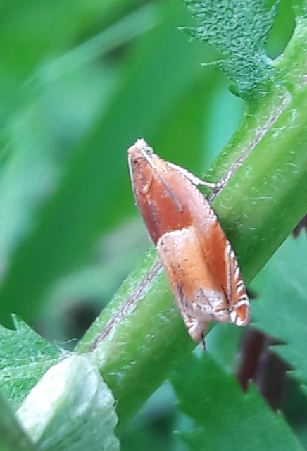 Ancylis mitterbacheriana - tölgysodró horgasmoly