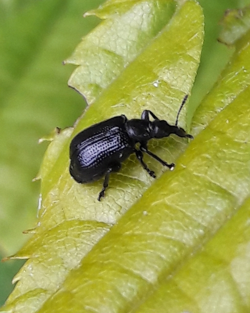 Chonostropheus tristis - juhar-levélsodró Chonostropheus tristis - juhar-levélsodró