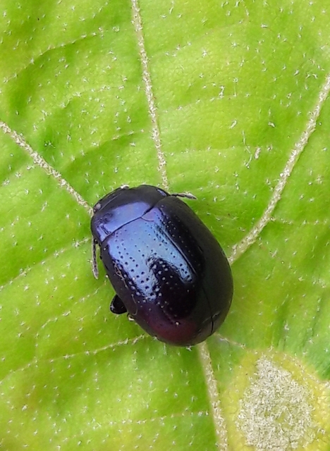 Chrysolina cuprina - pontozott orbáncfűlevelész