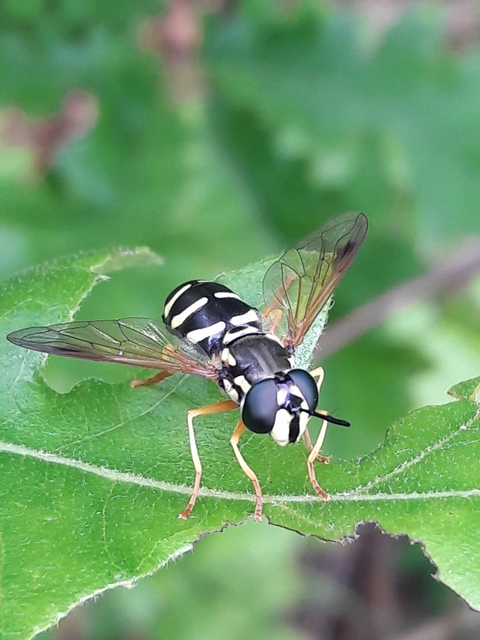 Chrysotoxum