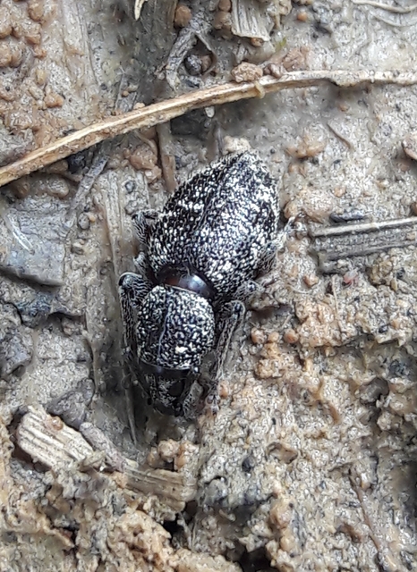 Otiorhynchus fullo - aranypikkelyes gyalogormányos