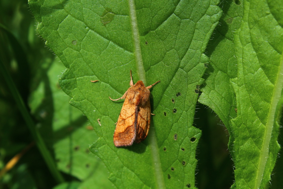 Pyrrhia umbra - iglicebagoly