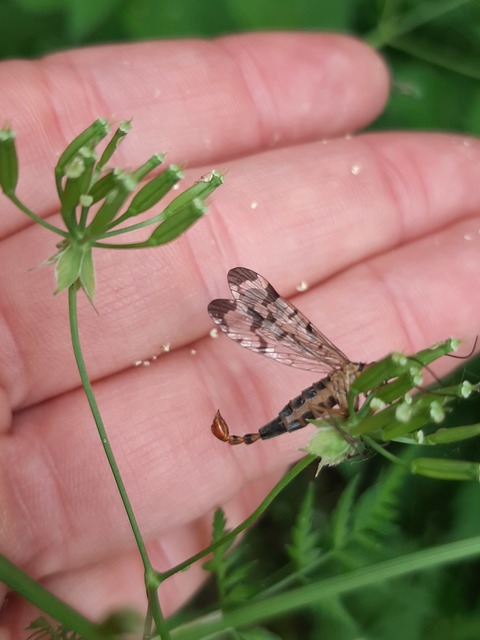 Panorpa communis/vulgaris