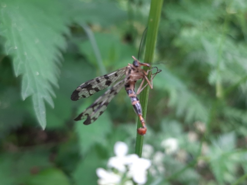 Panorpa vulgaris