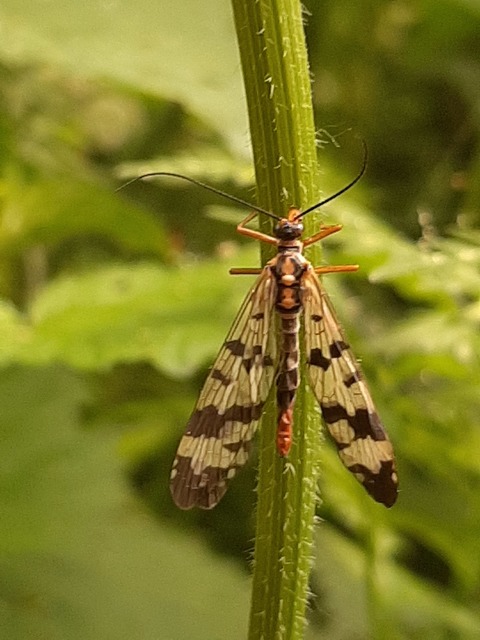 Panorpa vulgaris