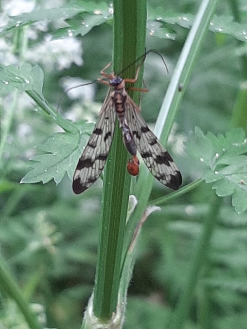 Panorpa communis/vulgaris