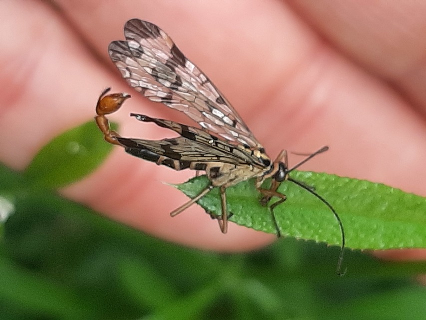 Panorpa communis/vulgaris