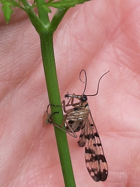 Panorpa vulgaris