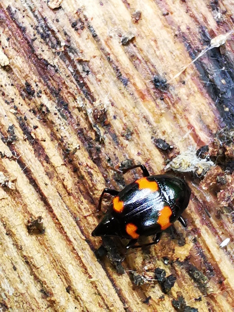 Scaphidium quadrimaculatum - négyfoltos sajkabogár