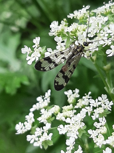 Panorpa communis/vulgaris