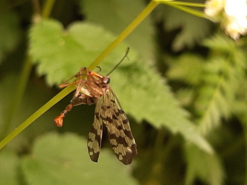 Panorpa vulgaris