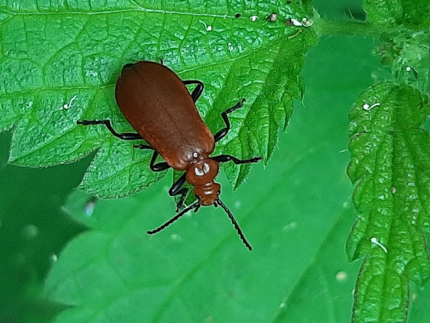Pyrochroa serraticornis - közép-bíborbogár