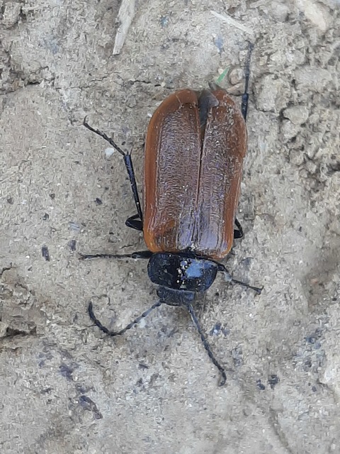 Omophlus rugosicollis - széles pejbogár Omophlus rugosicollis - széles pejbogár