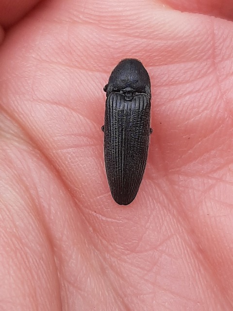 Melanotus