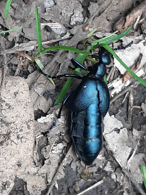 Meloe violaceus - kék nünüke