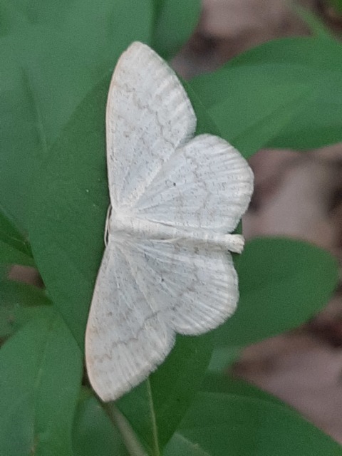 Scopula floslactata - tejfehér sávosaraszoló
