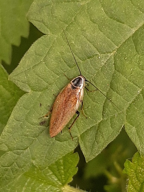 Ectobius sylvestris - fekete erdeicsótány