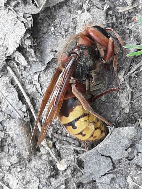 Vespa crabro - lódarázs