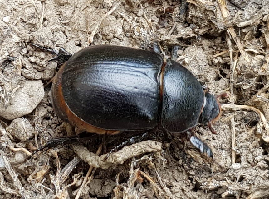 Pentodon idiota - butabogár