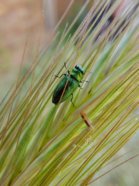 Anthaxia nitidula - ragyogó virágdíszbogár