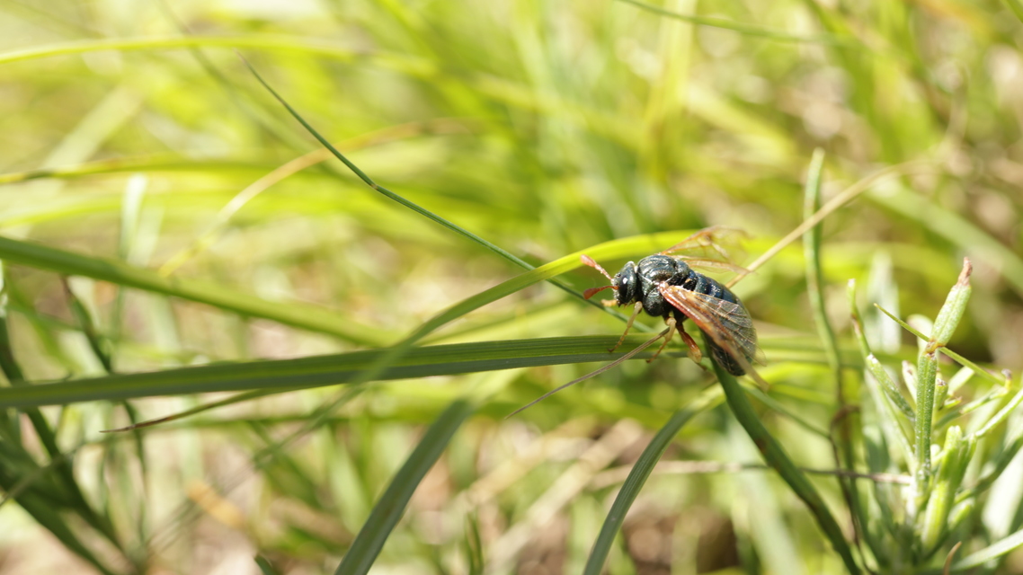 Cimbicidae - bunkóscsápú levéldarazsak