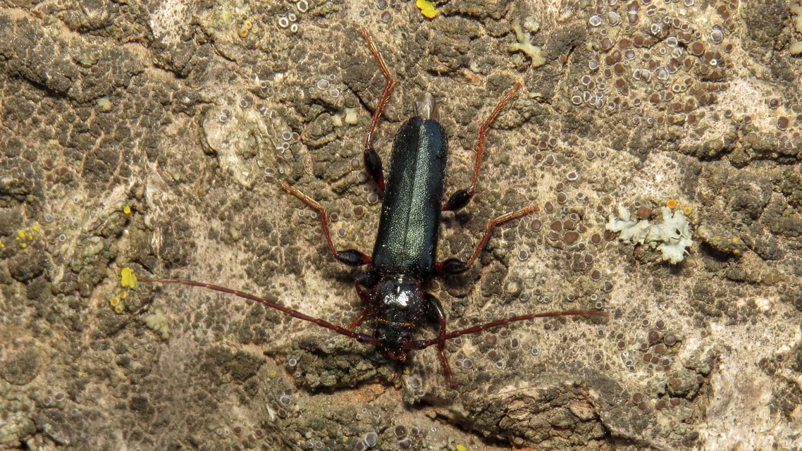Phymatodes testaceus - változékony korongcincér
