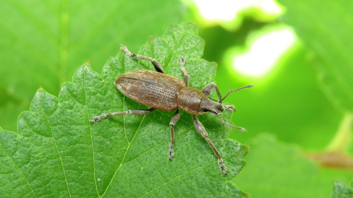 Tanymecus palliatus - közönséges hegyesfarúbarkó