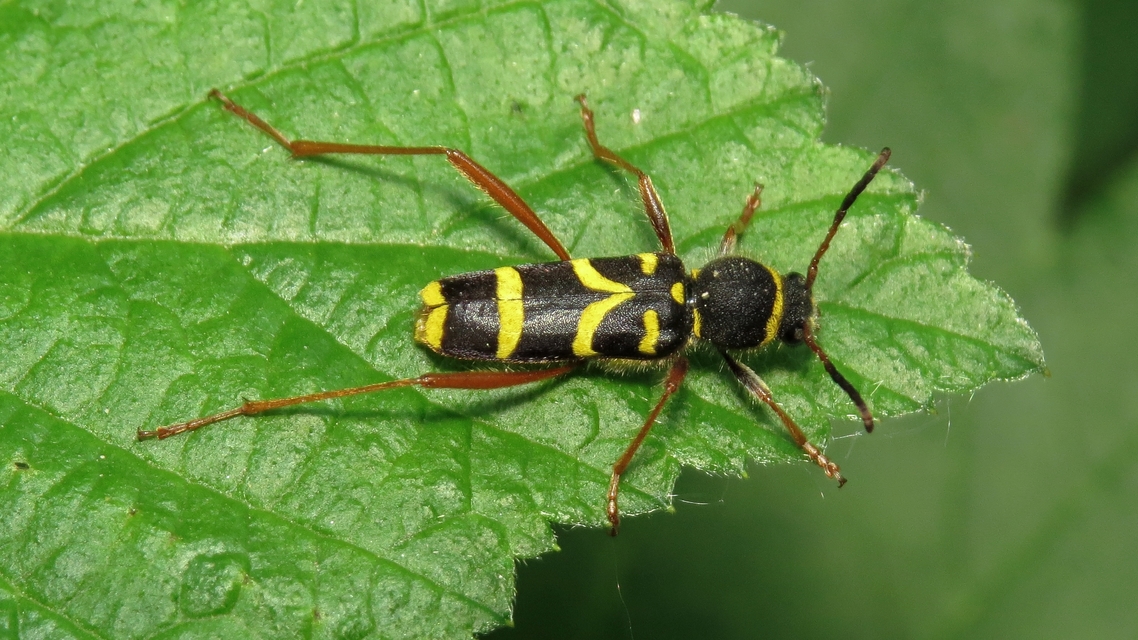 Clytus arietis - közönséges darázscincér