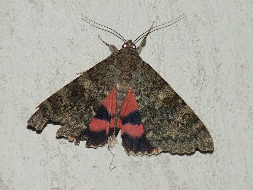 Catocala elocata - közönséges övesbagoly