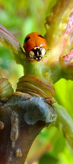 Adalia bipunctata - kétpettyes katica