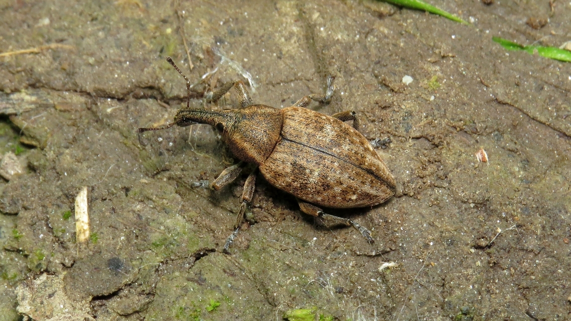 Lepyrus capucinus - pettyes fűzormányos